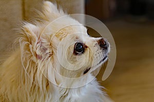 A beautiful closeup of a pet Chihuahua