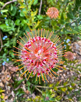 Beautiful Closeup of Pincushion Flower in Botanical Garden