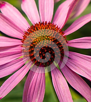 Beautiful closeup pink daisy Spring pastel colors