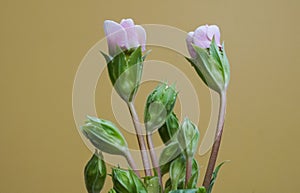 Beautiful closeup of a pink primrose spring flower on bright yellow plain background (primula polyanthas)