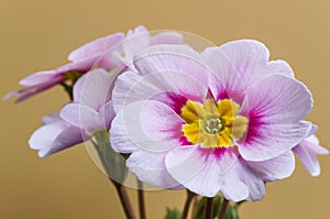 Beautiful closeup of a pink primrose spring flower on bright yellow plain background (primula polyanthas)