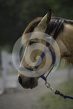 Beautiful closeup portrait of a brown horse with blue harness