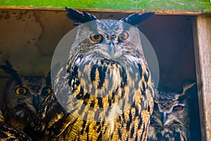 Beautiful closeup portrait of a eurasian eagle owl, popular bird specie form Eurasia