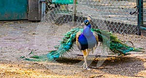 a Beautiful closeup portrait of a indian peafowl walking forward, tropical bird specie from India