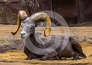 Beautiful closeup portrait of a male bighorn sheep, tropical animal specie from North America