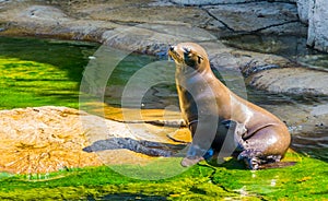 Beautiful closeup portrait of a sea lion sitting at the water side, Eared seal specie, Marine life animals