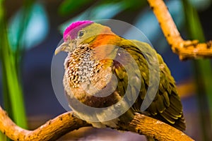 Beautiful closeup portrait of a superb fruit dove, colorful tropical bird specie, popular pet in aviculture