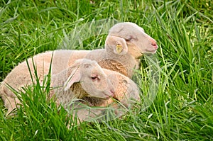 Beautiful closeup portrait of very cute, flurry wooly white lambs in the green grass