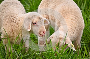 Beautiful closeup portrait of very cute, flurry wooly white lambs in the green grass
