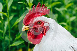 Beautiful closeup portrait of white cock on home farm. Housekeeping organic agriculture concept.Rooster with red scallop