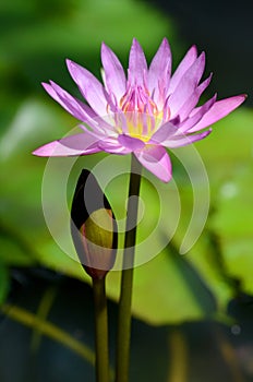 Beautiful closeup of purple lotus in pond