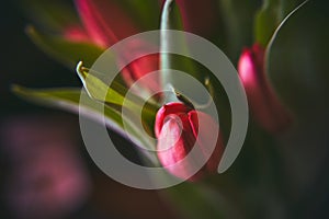 Beautiful closeup of a red tulip flower crown and a lot of colours in natural light