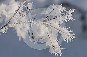 Beautiful closeup with rime crystals on plants in the winter morning