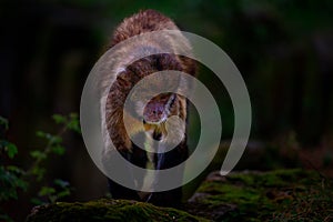 Beautiful closeup sh of a black capuchin primate walking in the woods; blurry natural background