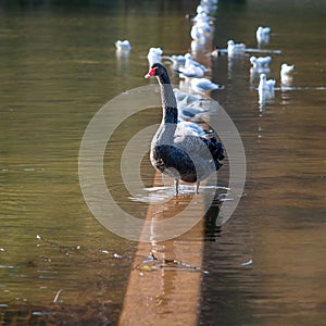Beautiful closeup shot of black swan by the lake with group of seagulls in the background
