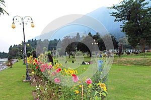 Beautiful closeup shot of dahlia flower in a park in Pahalgam