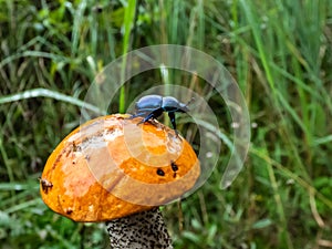 Beautiful closeup shot of Dor beetle or spring dor beetle Trypocopris vernalis on orange cap of edible mushroom aspen bolete