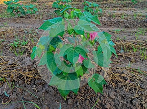 Beautiful Closeup Shot Of Indian Village Farm In BT Cotton Flowers Plant