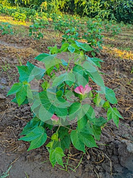 Beautiful Closeup Shot Of Indian Village Farm In BT Cotton Flowers Plant