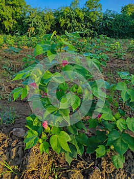 Beautiful Closeup Shot Of Indian Village Farm In BT Cotton Flowers Plant