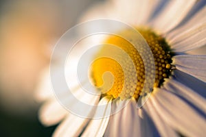 Beautiful closeup shot of a Mayweed - background concept