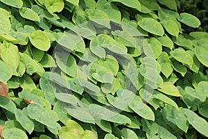 Beautiful closeup shot of plant leaves