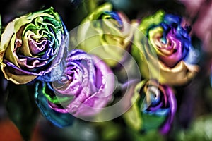 Beautiful closeup shot of psychedelia rainbow rose bouquet - great for a natural background