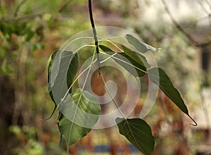 Beautiful closeup shot of Sacred fig tree leaves- perfect for backgrounds