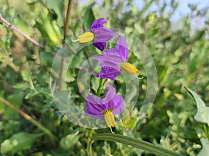 Beautiful Closeup Shot Solanum Xanthocarpum Flower Plant