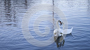 Beautiful closeup shot of two white swans swimming in blue lake reflecting sunshine, concept of love