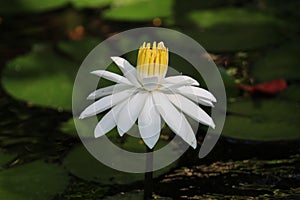 Beautiful closeup shot of white Florida water lily flower  growing with large green leaves in pond