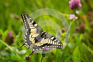 Beautiful closeup shot of a yellow swallowtail butterfly perched on flowers in a field