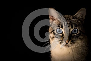Beautiful closeup shut of a cute grey cat with blue eyes on a black background
