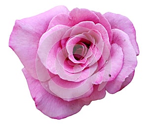 Beautiful closeup single blossom pink rose isolated on white