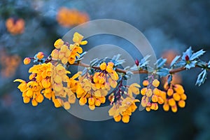 Beautiful closeup spring morning view of orange DarwinÃ¢â¬â¢s barberry Berberis darwinii flowers with dark green leaves, Dublin photo