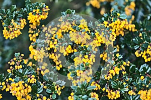 Beautiful closeup spring view of yellow DarwinÃ¢â¬â¢s barberry Berberis darwinii flowers with dark green leaves, Dublin photo