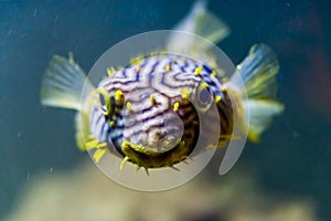 Beautiful closeup of a striped burrfish face, funny tropical porcupine fish, aquarium pet from the atlantic ocean