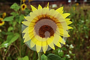 A beautiful closeup of a sunflower in full bloom in a sunflower field