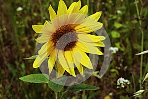 A beautiful closeup of a sunflower in full bloom in a sunflower field