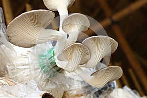 Beautiful closeup textured background of Indian Oyster, Phoenix Mushroom, Lung Oyster in mushroom houses