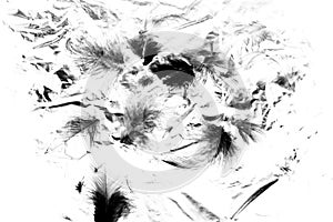 Beautiful closeup textures abstract the falling feathers black and white color isolated wall background and pattern