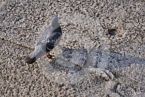 Beautiful closeup top view of common city feral pigeon Columbidae walking in Dun Laoghaire harbor West Pier, Dublin, Ireland