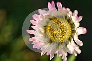 Beautiful closeup top view of small single low growing chamomile Mayweed flower with pink colored petals