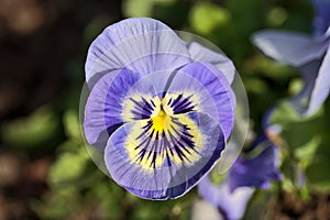 Beautiful closeup top view of three petal spring blue violets Viola flower with yellow center on university campus, Dublin