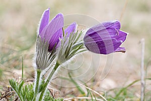 Beautiful closeup of two pasque flower - anemone pulsatilla - with a nice blurred background photo