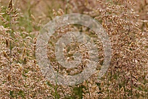 Beautiful closeup of velvet grass in a meadow