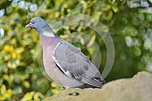 Beautiful closeup view of big common city feral pigeon Columbidae sitting on the stone fench in Stephens Green Green Park