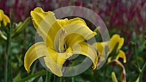 Beautiful closeup view of blooming lily flower (true lilies, lilium) with bright yellow colored blossom.