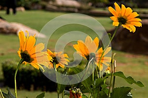 Beautiful closeup view of a cluster of yellow cosmos flowers in a garden; blurry natural background