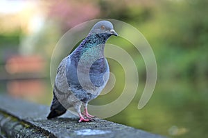 Beautiful closeup view of common city feral pigeon Columbidae sitting on the pond edging in sunny Herbert Park, Dublin, Ireland